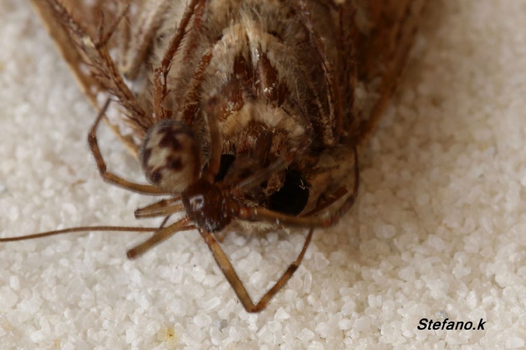 Falena predata da Steatoda triangulosa - Trieste (TS)